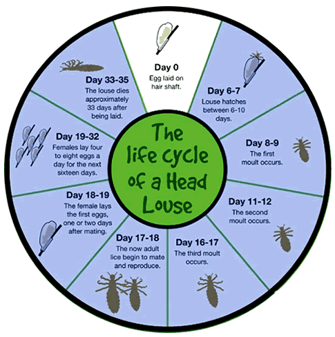 head lice life cycle